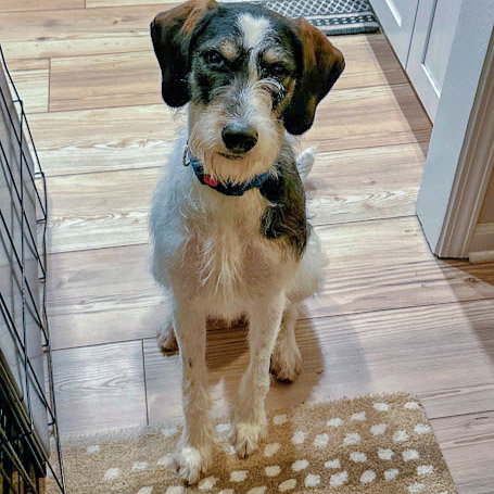 Jaxon, an adoptable Poodle (unknown type) / German Shorthaired Pointer / Mixed at Animal House Shelter — photo 2