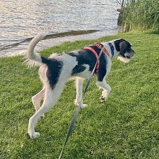 Jaxon, an adoptable Poodle (unknown type) / German Shorthaired Pointer / Mixed at Animal House Shelter — photo 3