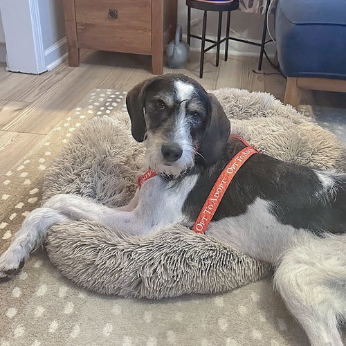 Jaxon, an adoptable Poodle (unknown type) / German Shorthaired Pointer / Mixed at Animal House Shelter — photo 4