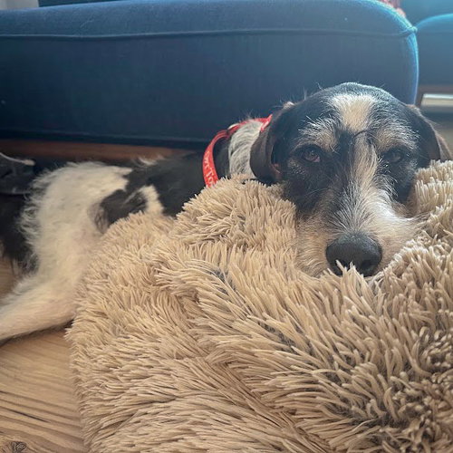 Jaxon, an adoptable Poodle (unknown type) / German Shorthaired Pointer / Mixed at Animal House Shelter — photo 5