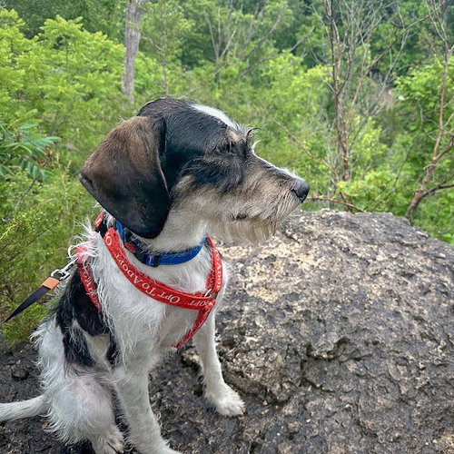 Jaxon, an adoptable Poodle (unknown type) / German Shorthaired Pointer / Mixed at Animal House Shelter — photo 6