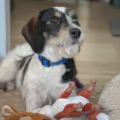 Jaxon, an adoptable Poodle (unknown type) / German Shorthaired Pointer / Mixed at Animal House Shelter — photo 7