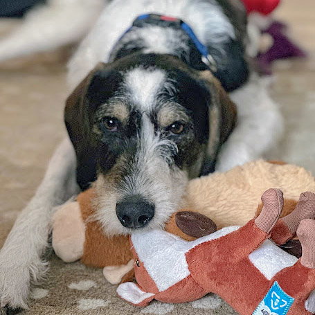 Jaxon, an adoptable Poodle (unknown type) / German Shorthaired Pointer / Mixed at Animal House Shelter — photo 11