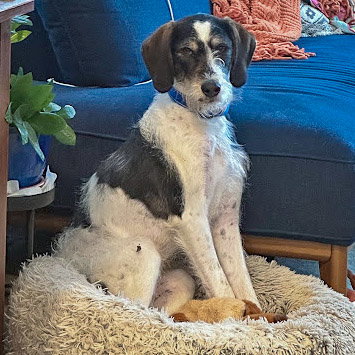 Jaxon, an adoptable Poodle (unknown type) / German Shorthaired Pointer / Mixed at Animal House Shelter — photo 9