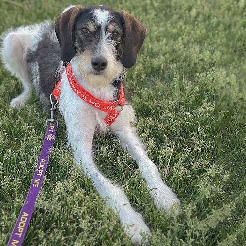 Jaxon, an adoptable Poodle (unknown type) / German Shorthaired Pointer / Mixed at Animal House Shelter — photo 10