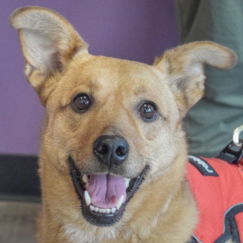 Lex, an adoptable Carolina Dog in Huntley, IL