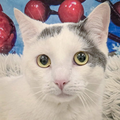 picture of the cat needing adoption