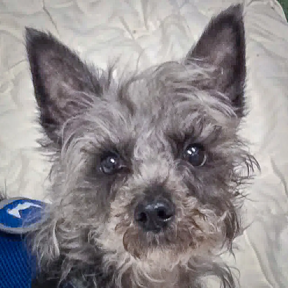 Max - Yorkshire Terrier Yorkie