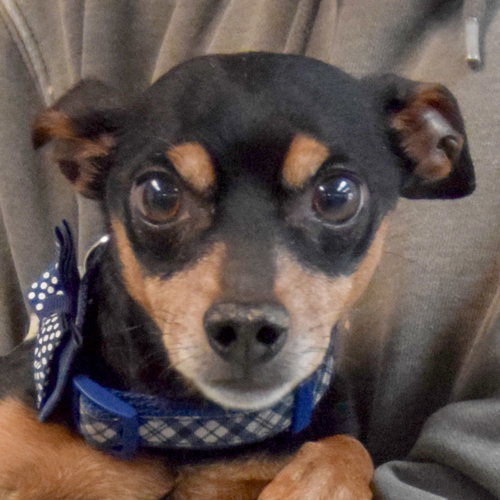 Tex, an adoptable Miniature Pinscher in Huntley, IL