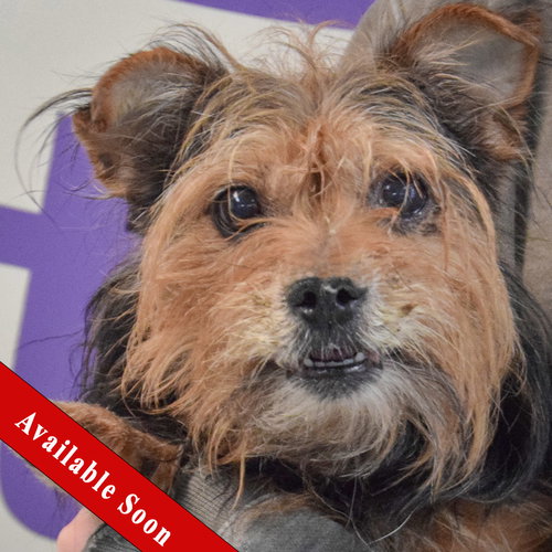Todd, an adoptable Yorkshire Terrier Yorkie in Huntley, IL