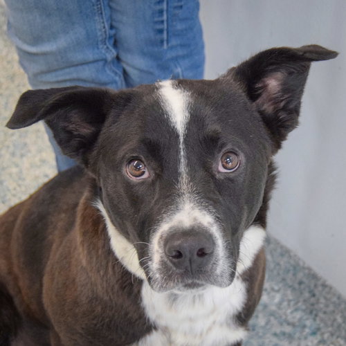 Dayton, an adoptable Black Labrador Retriever in Huntley, IL