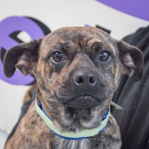 Petunia, an adoptable Boston Terrier in Huntley, IL