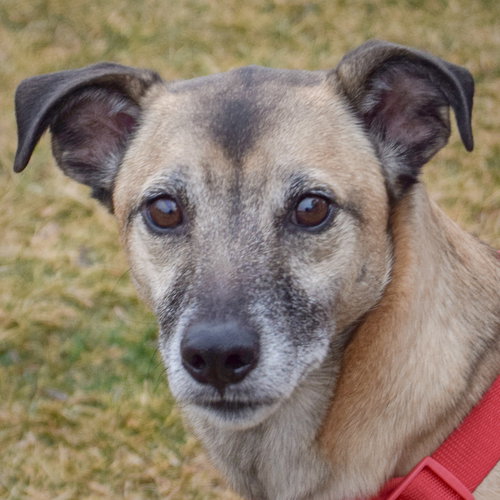 Zeus, an adoptable Yellow Labrador Retriever in Huntley, IL
