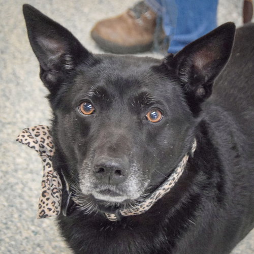 Rosie, an adoptable German Shepherd Dog in Huntley, IL