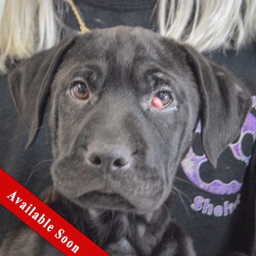 Jensen, an adoptable Black Labrador Retriever in Huntley, IL