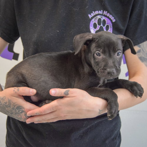 Gary, an adoptable American Staffordshire Terrier / German Shepherd Dog / Mixed at Animal House Shelter — photo 8