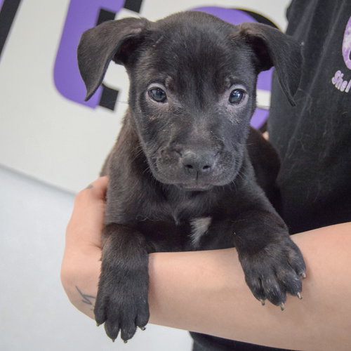 Gary, an adoptable American Staffordshire Terrier / German Shepherd Dog / Mixed at Animal House Shelter — photo 9