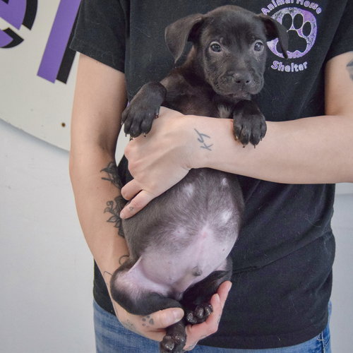Gary, an adoptable American Staffordshire Terrier / German Shepherd Dog / Mixed at Animal House Shelter — photo 10