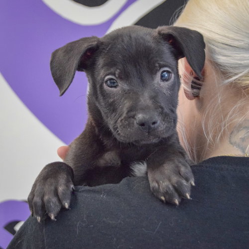 Gary, an adoptable American Staffordshire Terrier / German Shepherd Dog / Mixed at Animal House Shelter — photo 11