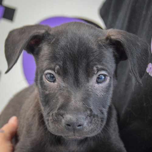Gary, an adoptable Boxer in Huntley, IL