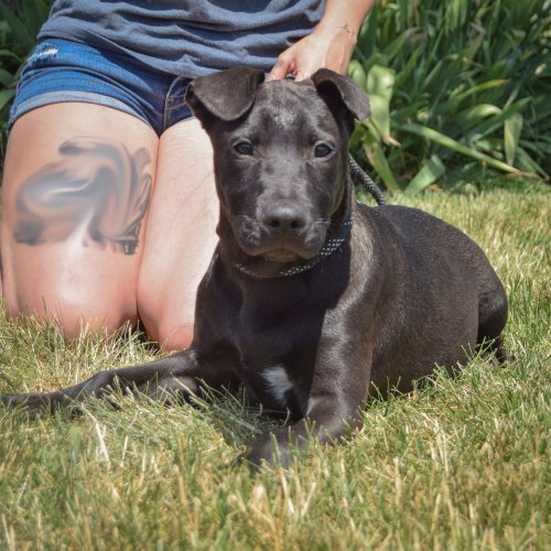Gary, an adoptable American Staffordshire Terrier / German Shepherd Dog / Mixed at Animal House Shelter — photo 7