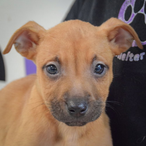 Jane, an adoptable Boxer in Huntley, IL