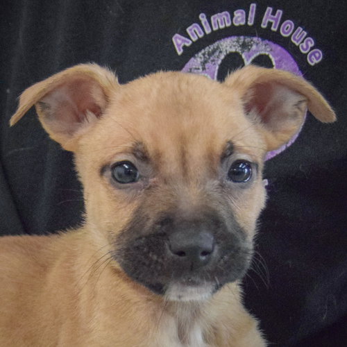 Jeffrey, an adoptable Boxer in Huntley, IL