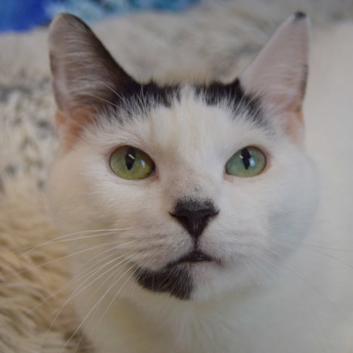 Vivace, Adult Domestic Short Hair / Mixed (short coat), cat for adoption in Orland Park, Illinois