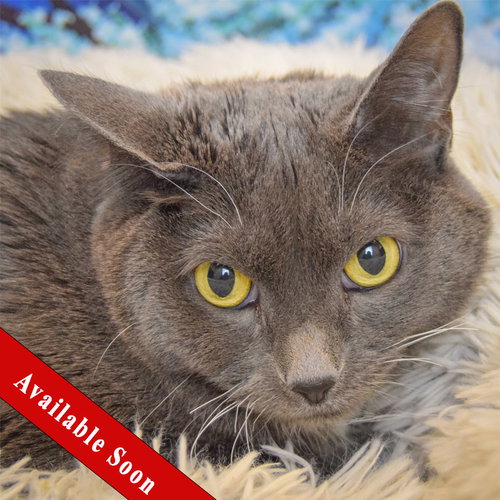 Kiki, an adoptable Russian Blue in Huntley, IL