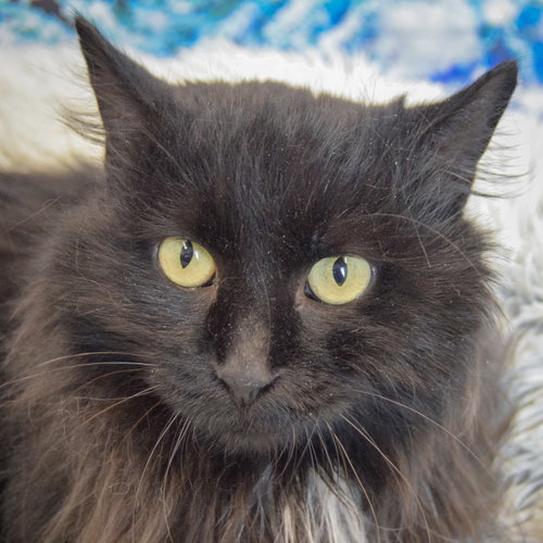Taco, an adoptable Maine Coon in Huntley, IL