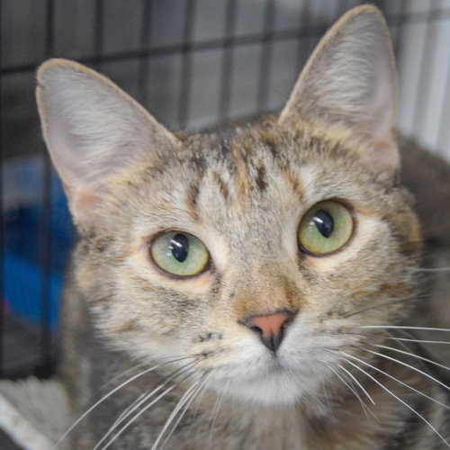 Mercedes, Young Torbie / Domestic Short Hair / Mixed (short coat), cat for adoption in Orland Park, Illinois