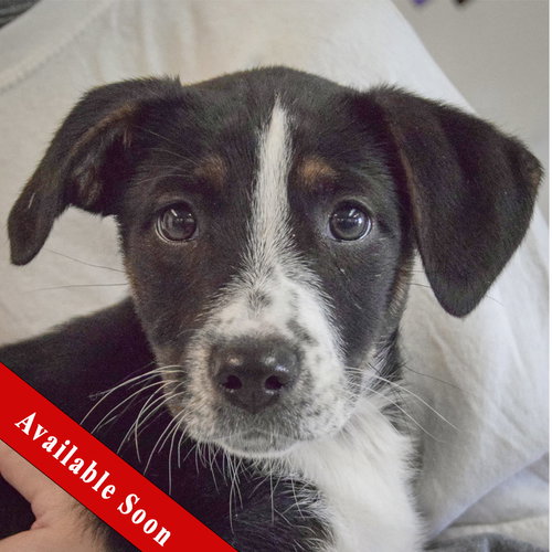 Violet, an adoptable Beagle in Huntley, IL