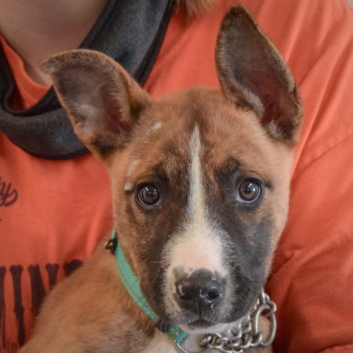 Angel, an adoptable Boxer in Huntley, IL