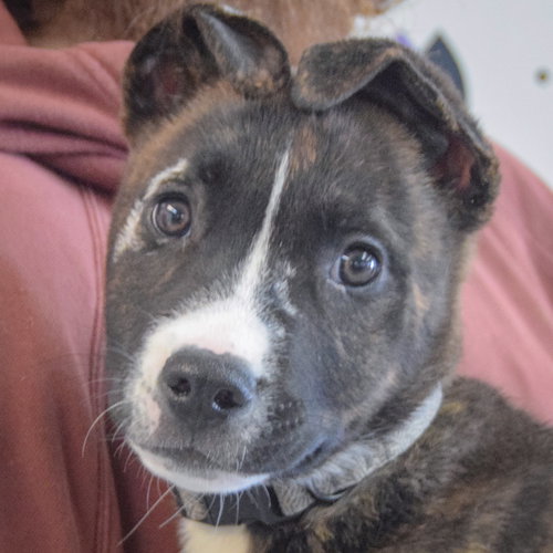 Damon, an adoptable Boxer in Huntley, IL