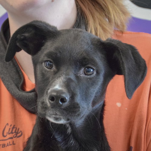 Libby, an adoptable Black Labrador Retriever in Huntley, IL