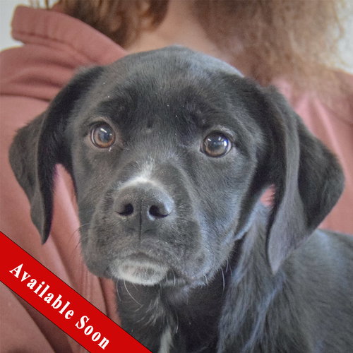 Lizzy, an adoptable Black Labrador Retriever in Huntley, IL