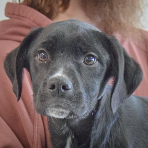 Lizzy, an adoptable Black Labrador Retriever in Huntley, IL