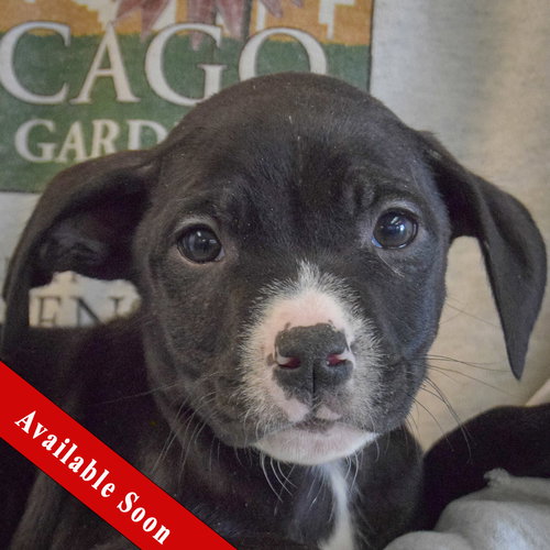 Ajax, an adoptable Black Labrador Retriever in Huntley, IL