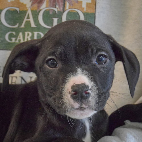 Ajax, an adoptable Black Labrador Retriever in Huntley, IL