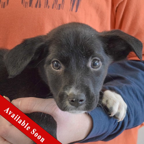 Anastasia, an adoptable Black Labrador Retriever in Huntley, IL