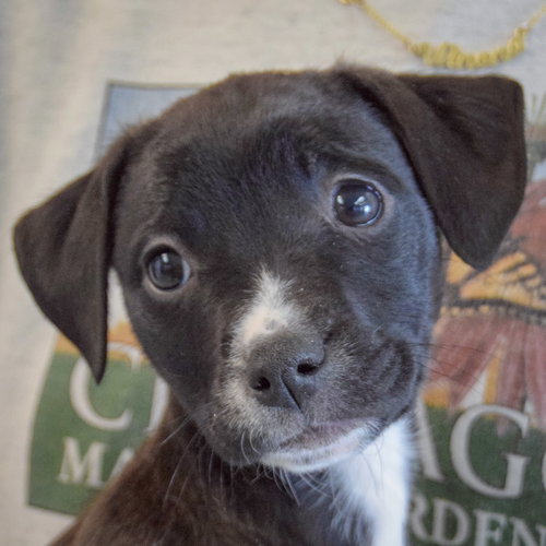 Anna, an adoptable Black Labrador Retriever in Huntley, IL