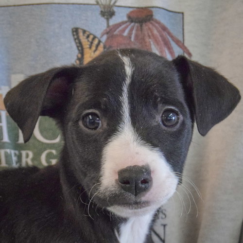 Austin, an adoptable Black Labrador Retriever in Huntley, IL