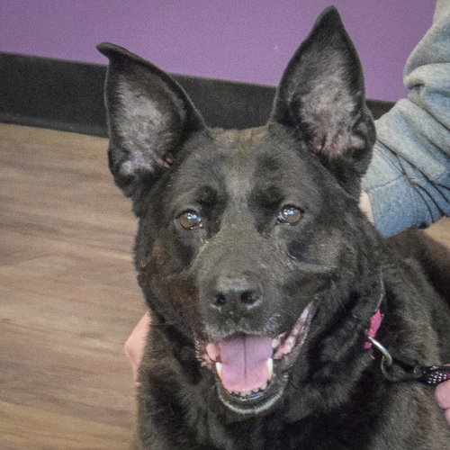 Baby, an adoptable Dutch Shepherd in Huntley, IL