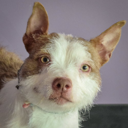 Jubilee, an adoptable Boston Terrier in Huntley, IL