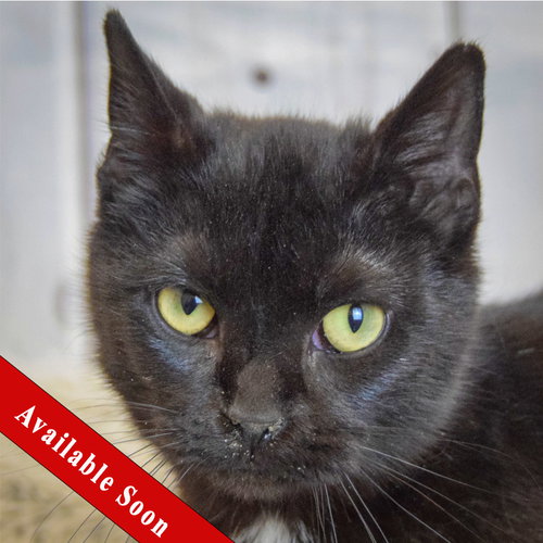 Muffin, Baby Bombay / Domestic Short Hair / Mixed (short coat), cat for adoption in Orland Park, Illinois
