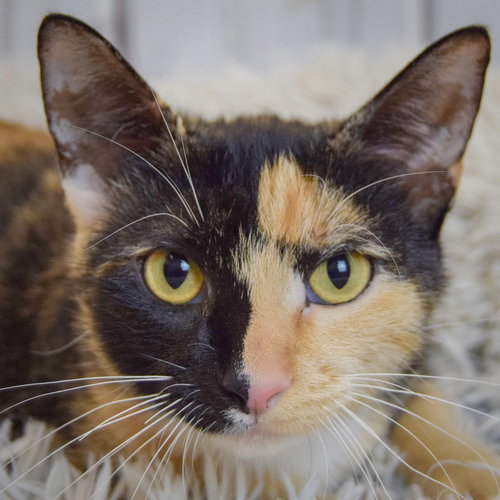 picture of the cat needing adoption