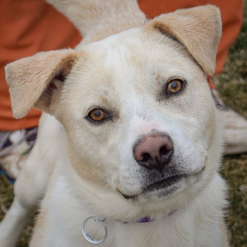 Marty, an adoptable Yellow Labrador Retriever in Huntley, IL