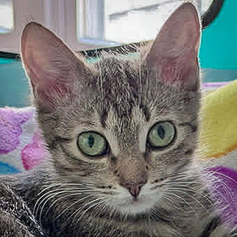 Elizabeth, an adoptable Tabby in Huntley, IL