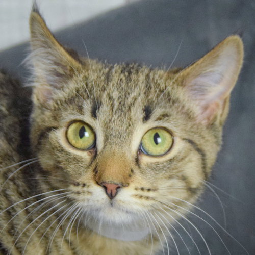 Isabella, an adoptable Tabby in Huntley, IL