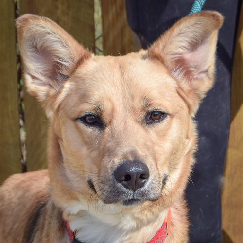 Phoenix, an adoptable Collie in Huntley, IL